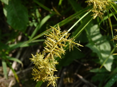 Cyperus esculentus leptostachyus