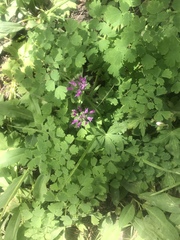 Allium brevistylum