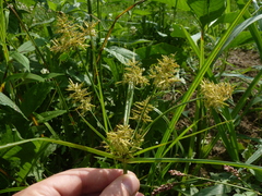 Cyperus esculentus leptostachyus