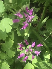 Allium brevistylum