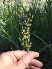Juncus oxymeris