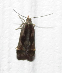 Dichomeris ochripalpella
