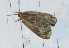 Olethreutes inornatana