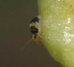 Deuterosminthurus bicinctus