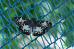 Chiomara asychis