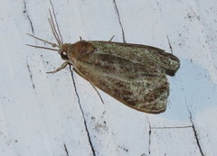 Olethreutes inornatana