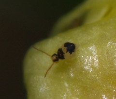 Deuterosminthurus bicinctus