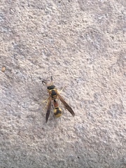 Mischocyttarus flavitarsis