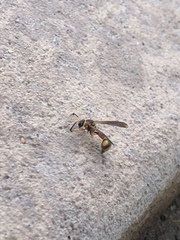 Mischocyttarus flavitarsis