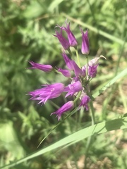 Allium brevistylum