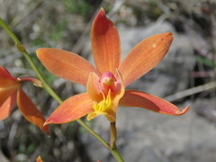 Bletia coccinea