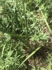 Allium brevistylum