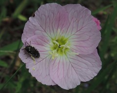 Acmaeodera ornatoides