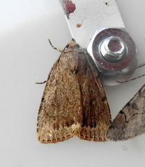 Amphipyra glabella