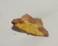 Antepione thisoaria