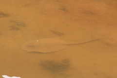 Potamotrygon falkneri