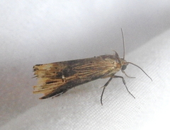 Crambodes talidiformis