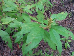 Trymalium odoratissimum