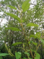 Trymalium odoratissimum