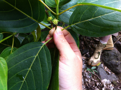 Colubrina oppositifolia