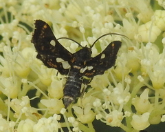 Thyris maculata