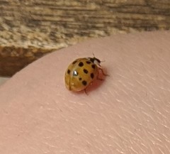 Harmonia axyridis