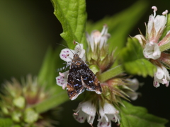 Prochoreutis