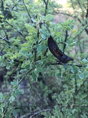 Parkinsonia texana macra