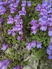 Penstemon davidsonii