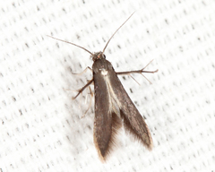 Schreckensteinia erythriella