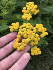 Tanacetum vulgare