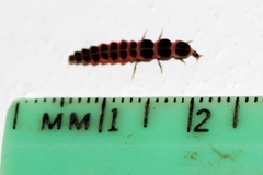 Microphotus angustus