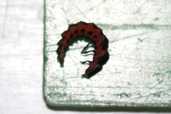 Microphotus angustus