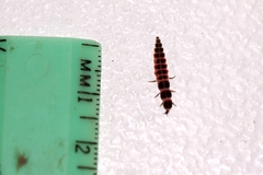 Microphotus angustus