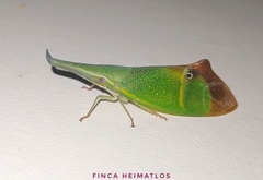 Odontoptera carrenoi