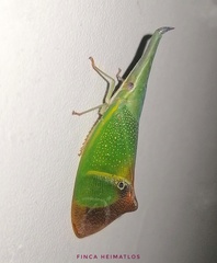 Odontoptera carrenoi