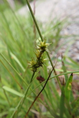Carex echinata
