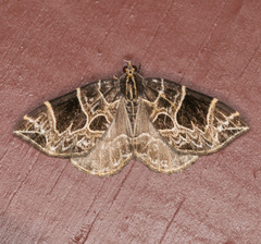 Gandaritis atricolorata