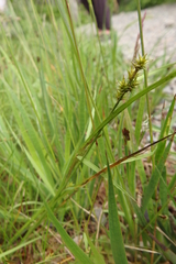 Carex echinata