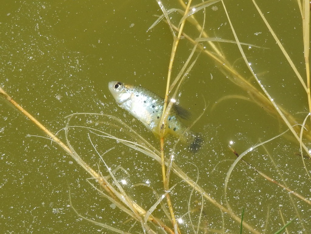 Jeweled Splitfin