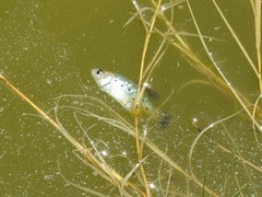 Xenotoca variata
