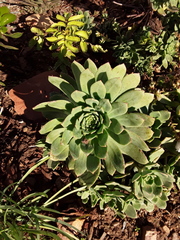 Aeonium arboreum arboreum