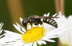 Ectemnius arcuatus