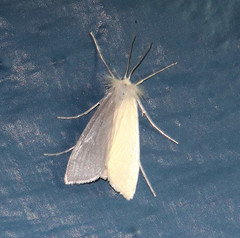 Schoenobiinae