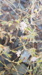 Lessingia nemaclada