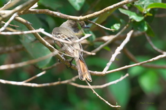 Myiarchus venezuelensis