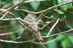 Myiarchus venezuelensis