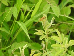 Sympetrum vicinum