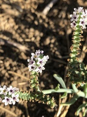 Heliotropium curassavicum