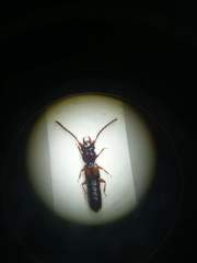 Siagonium quadricorne